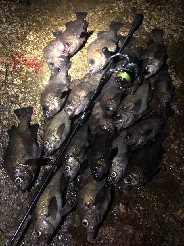 TICT ICE CUBE ”Rockin Grand”は磯メバリング最強のロッド