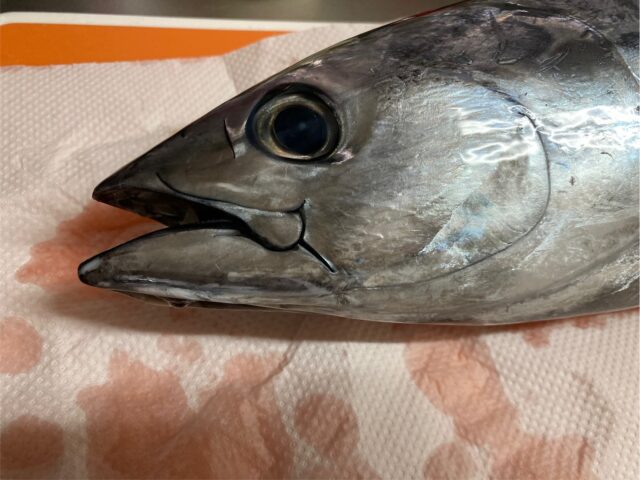 カツオを観察してフックセッティングを考える | フィッシング遊