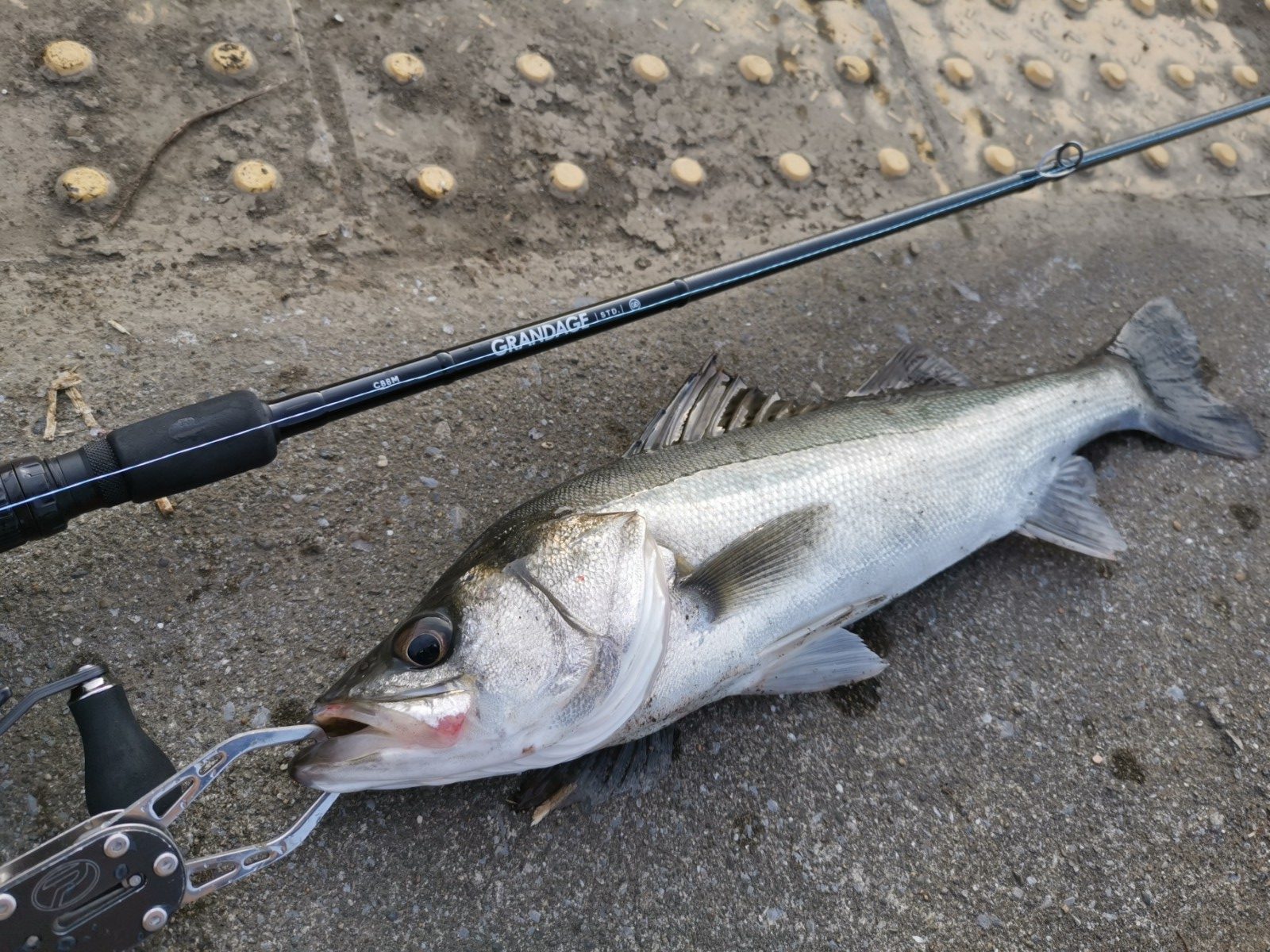 秋爆】秋の大型ミノーにピッタリ！グランデージC88Mをレビュー