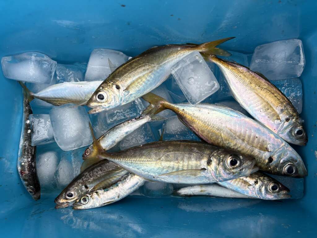 連日姿を見せている人気者【貝塚人工島朝リアル】 | フィッシング