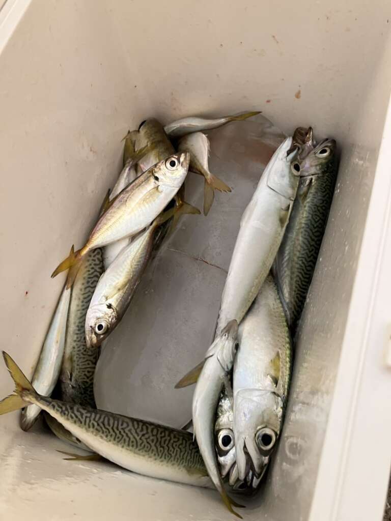 貝塚人工島 夕方に中アジ！サビキ好調 | フィッシングマックス 関西の