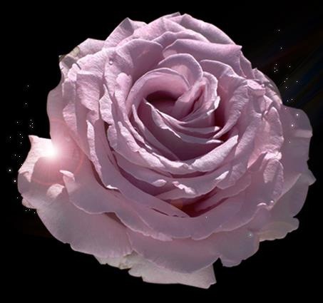 クレド・ポー・ボーテ シネルジック / ローズシネルジックの公式商品