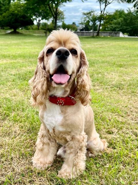 アメリカンコッカースパニエル SORA 最小20最大35 首輪 赤 | 革で