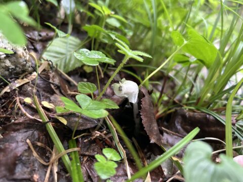 雨の季節にだけ見られる特別な花たち｜上高地・6月の森の魅力