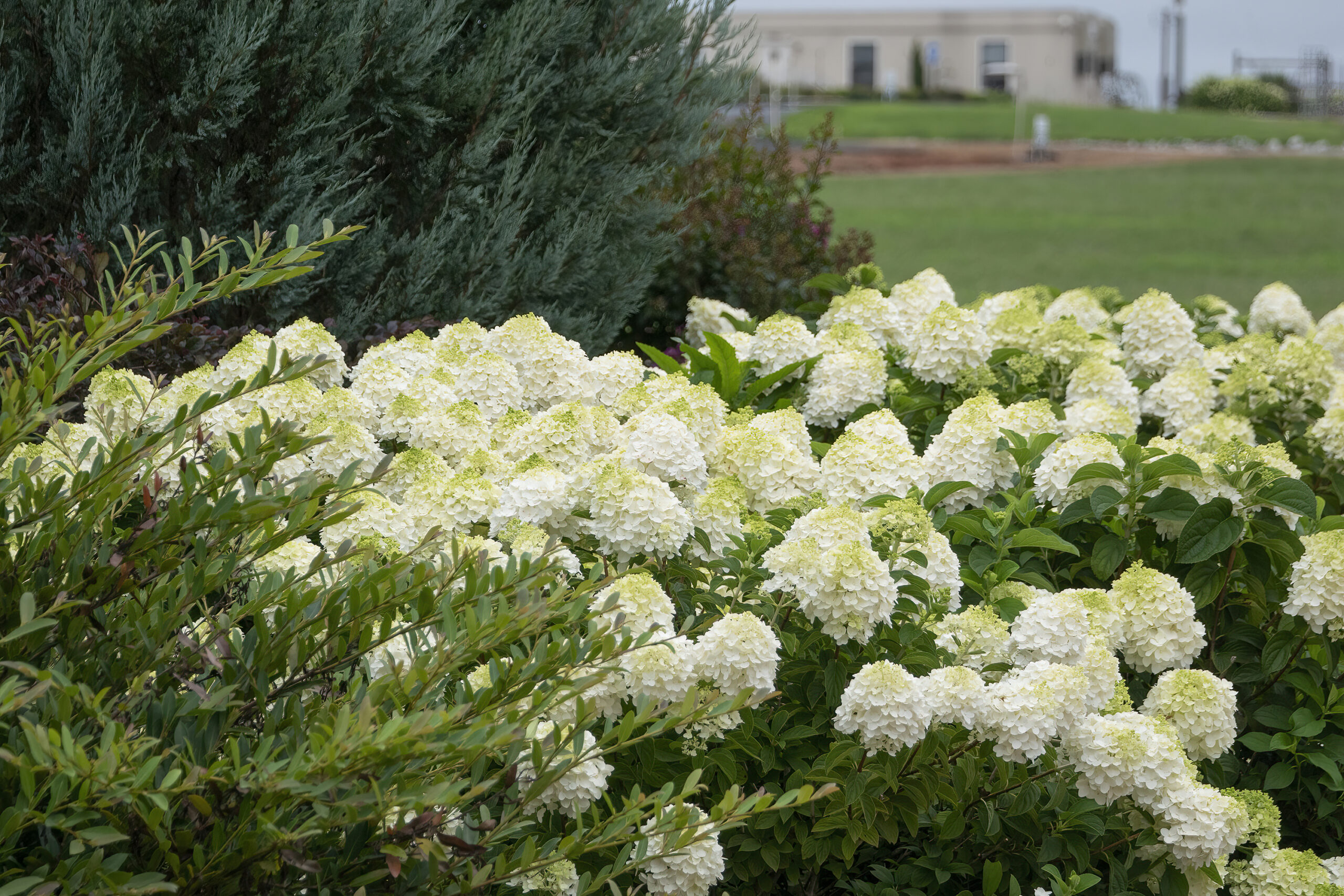 Little Hottie® Panicle Hydrangea | First Editions
