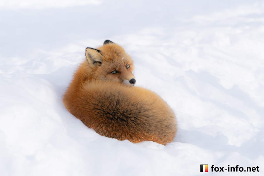 おひるねキツネ | スタンダード | キツネ写真館