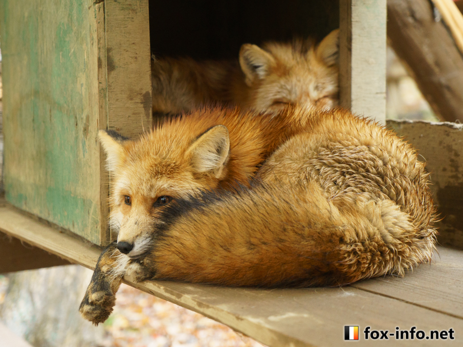 月別アーカイブ: 2026年1月 | キツネ写真館