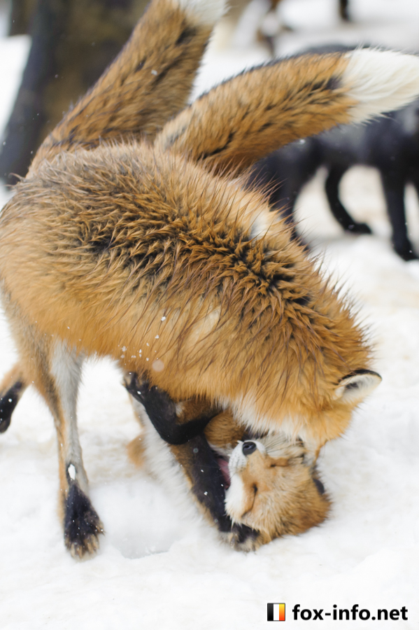 フルパワーきつね | スタンダード | キツネ写真館
