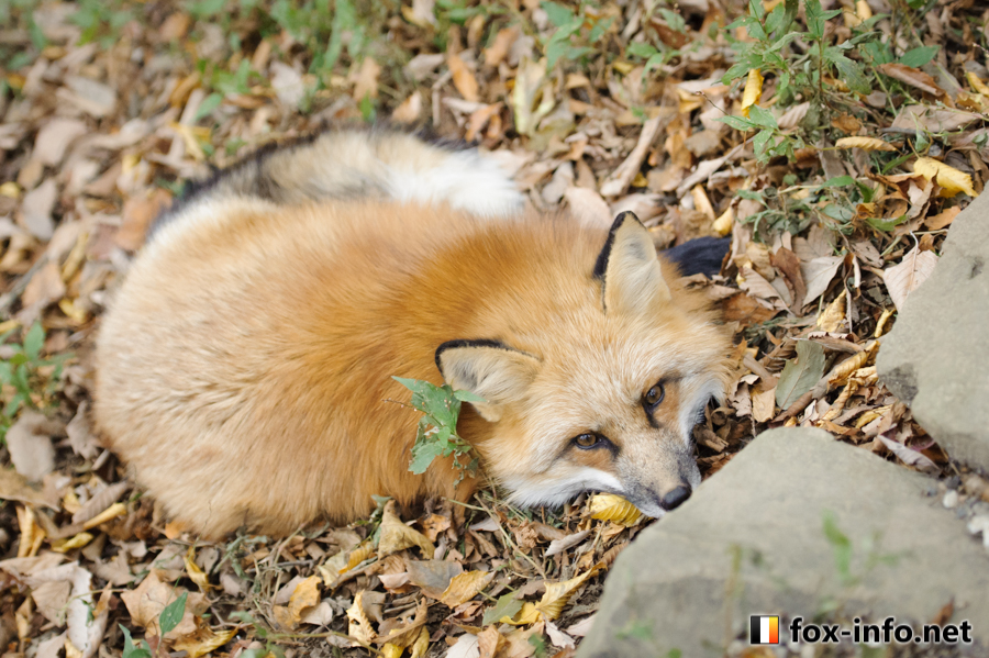 冬毛キツネ | スタンダード | キツネ写真館