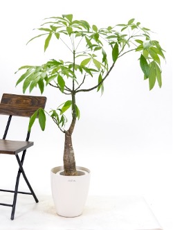 パキラ・パラソル | フラワーイン おおつき「総合園芸店」