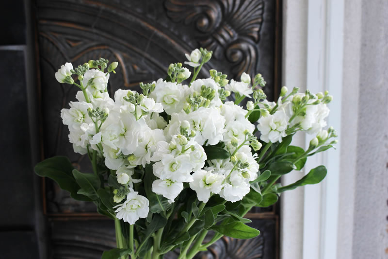 ストック ｜ 花ブログ