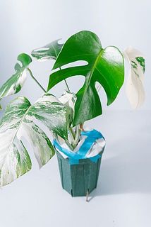 斑入りモンステラ「ホワイトタイガー」