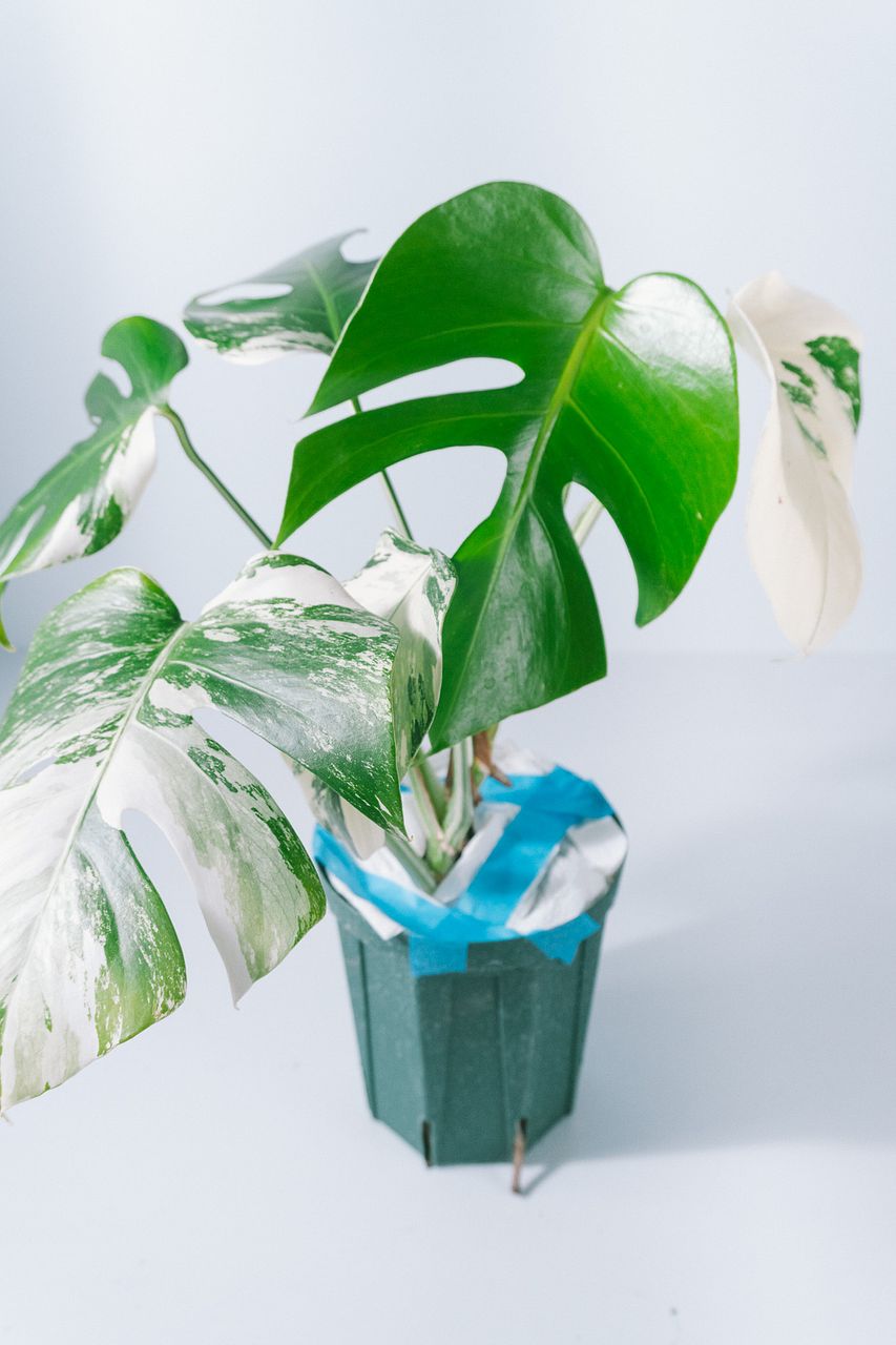 斑入りモンステラ「ホワイトタイガー」