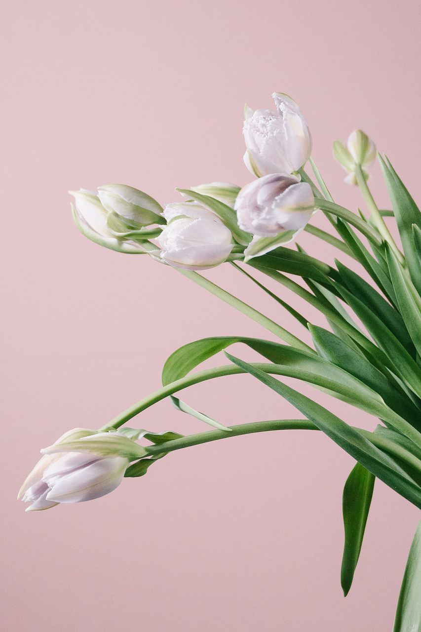 希少チューリップ「乙女のドレス」