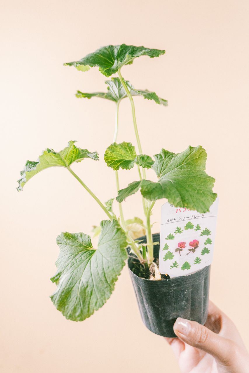 ゼラニウムの香りくらべ（3鉢セット）