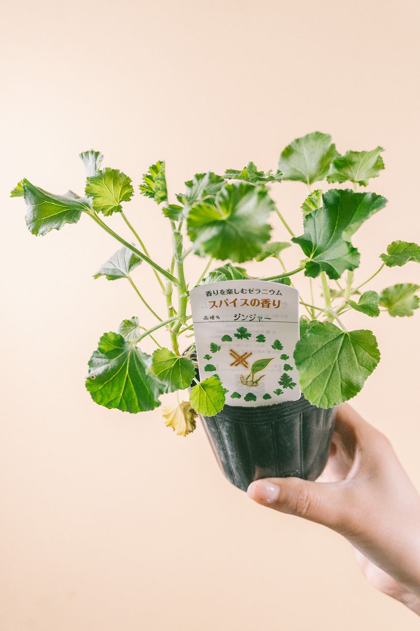 ゼラニウムの香りくらべ（3鉢セット）