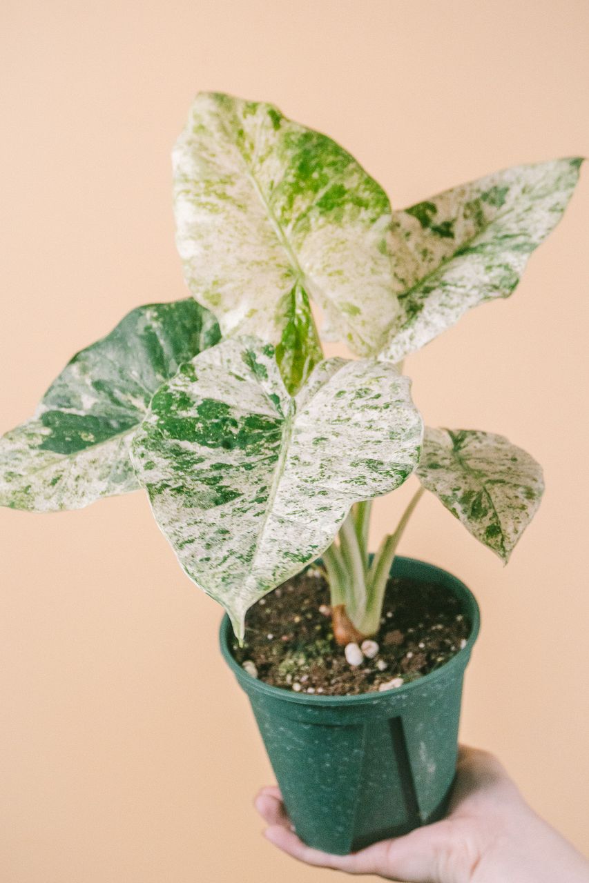 希少！斑入りアロカシア