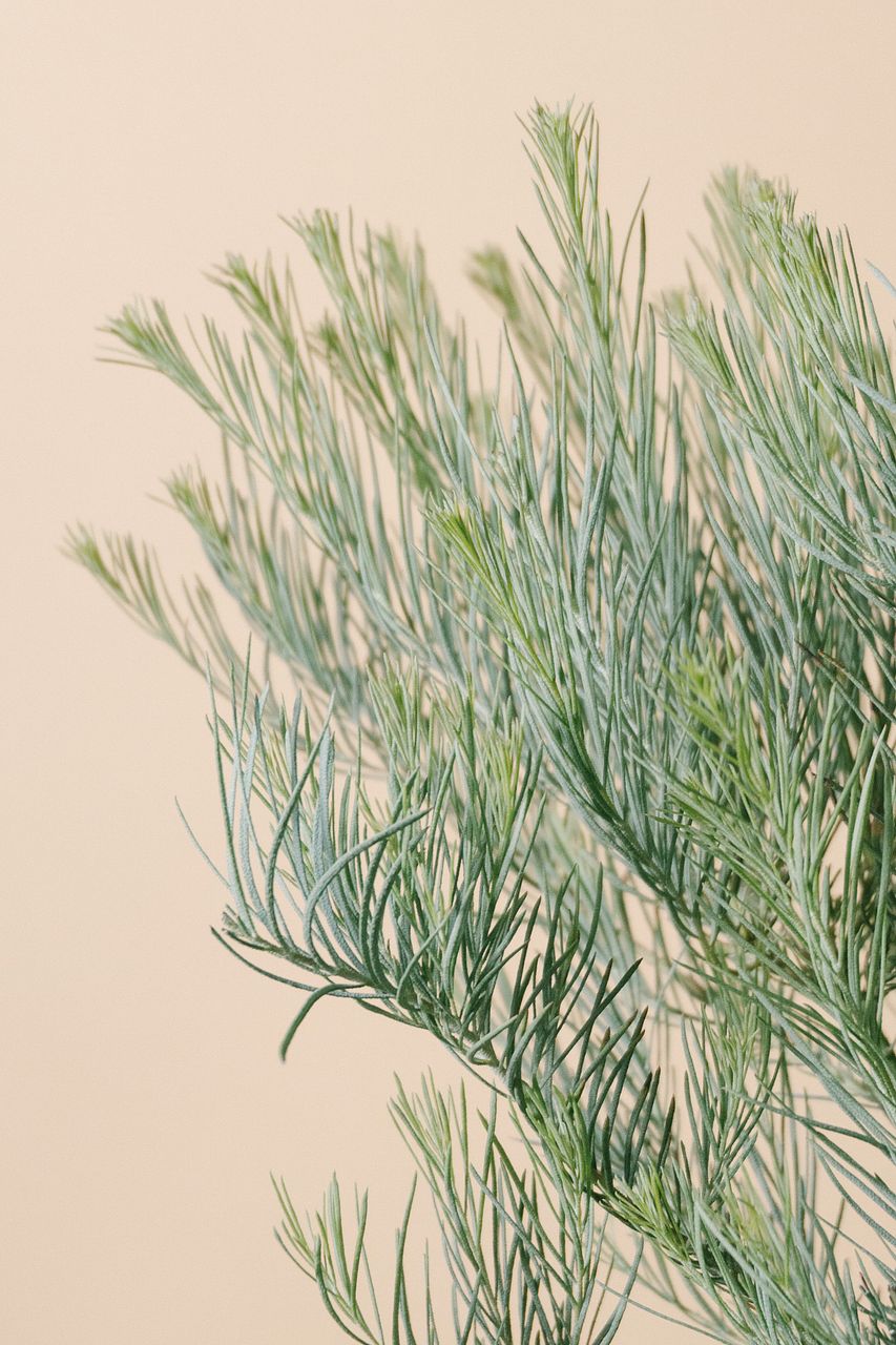 新品種ユーカリ「ハーディマリー」