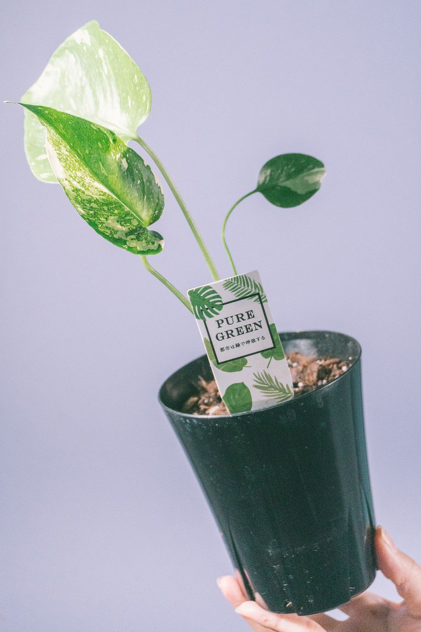 斑入りモンステラ「タイコンステーション」（4号）