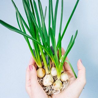 おまかせ春の彩り球根セット