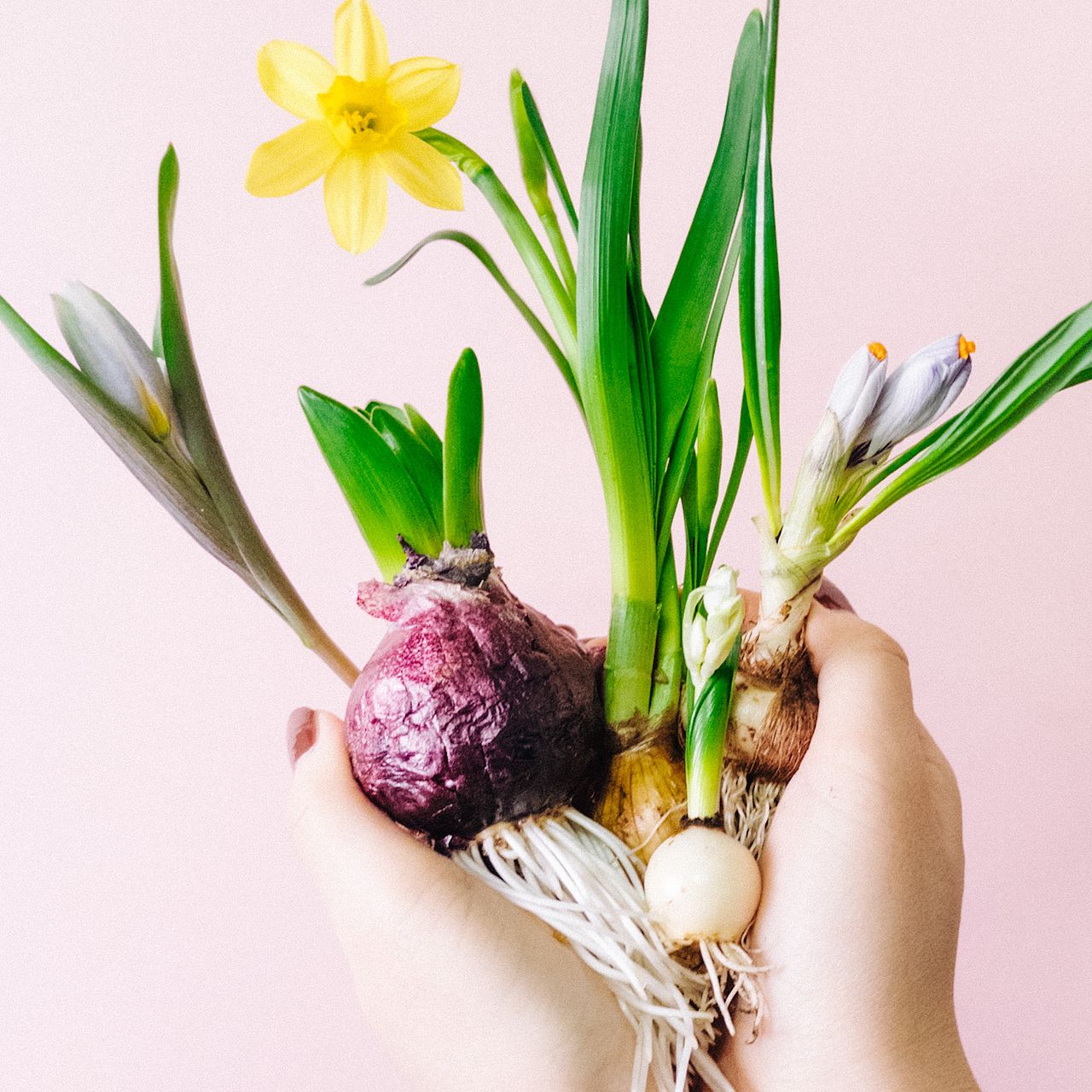 おまかせ春の彩り球根セット