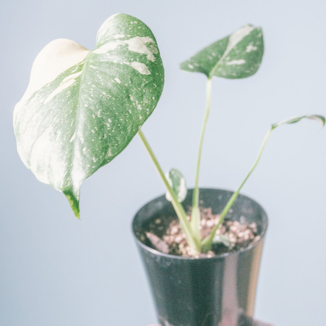 斑入りモンステラ「タイコンステーション」（4号）