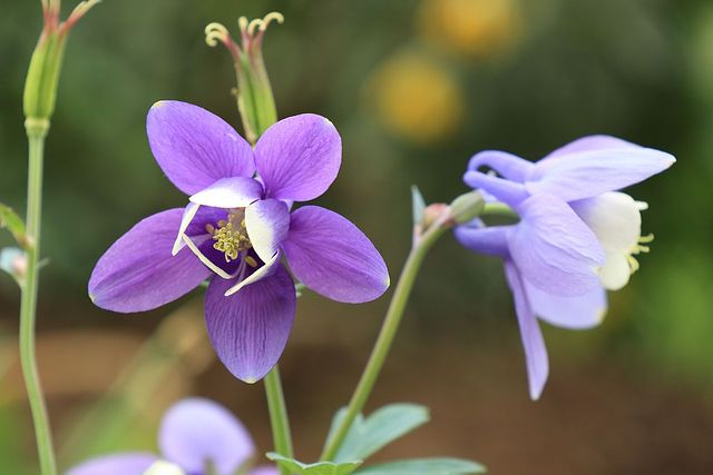 オダマキの花言葉をご紹介！花言葉は頑張る人へのエール | FLOWER