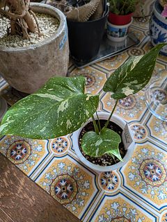 びっくらぽん☆モンステラ 楽天市場】モンステラ 斑入り（種類（植物