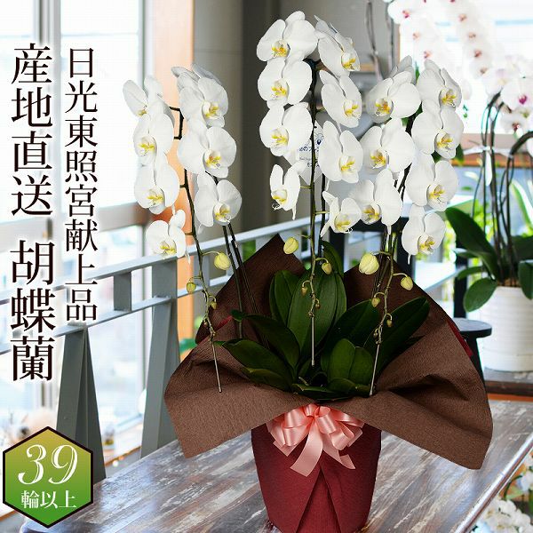 ミディ胡蝶蘭 ゴールデンマンボ 3本立 | 花工房エーデルワイス