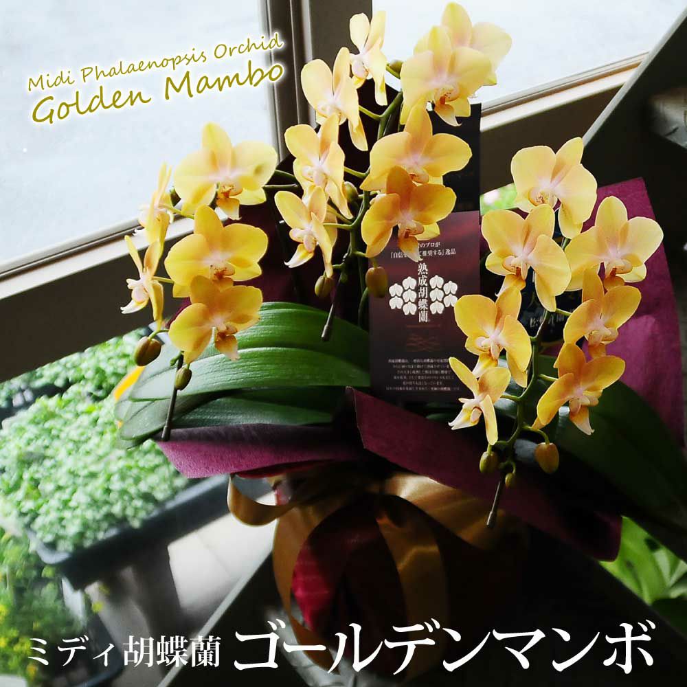 ミディ胡蝶蘭 ゴールデンマンボ 3本立 | 花工房エーデルワイス