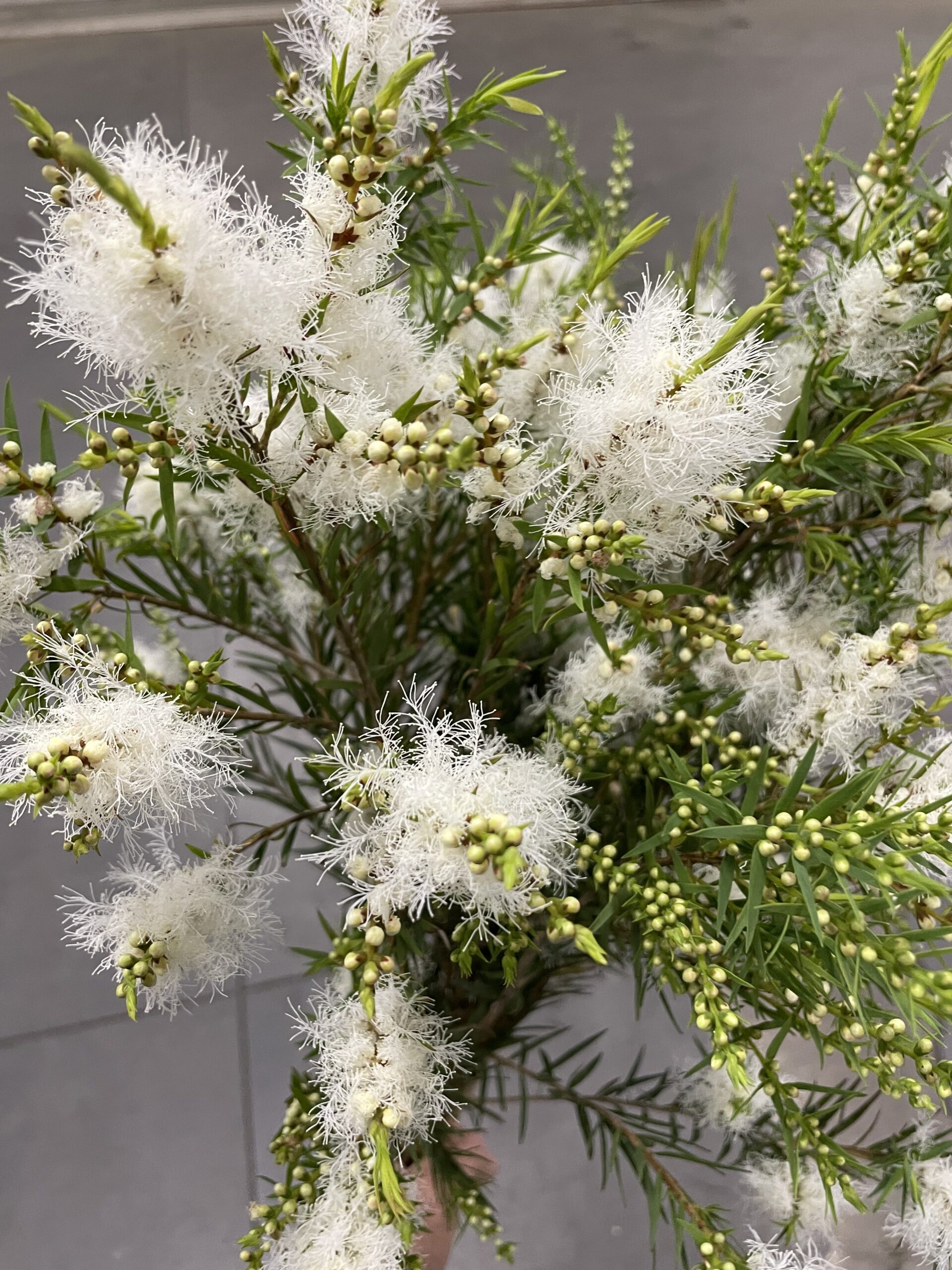 メラレウカ スノーインサマー | FLORE21