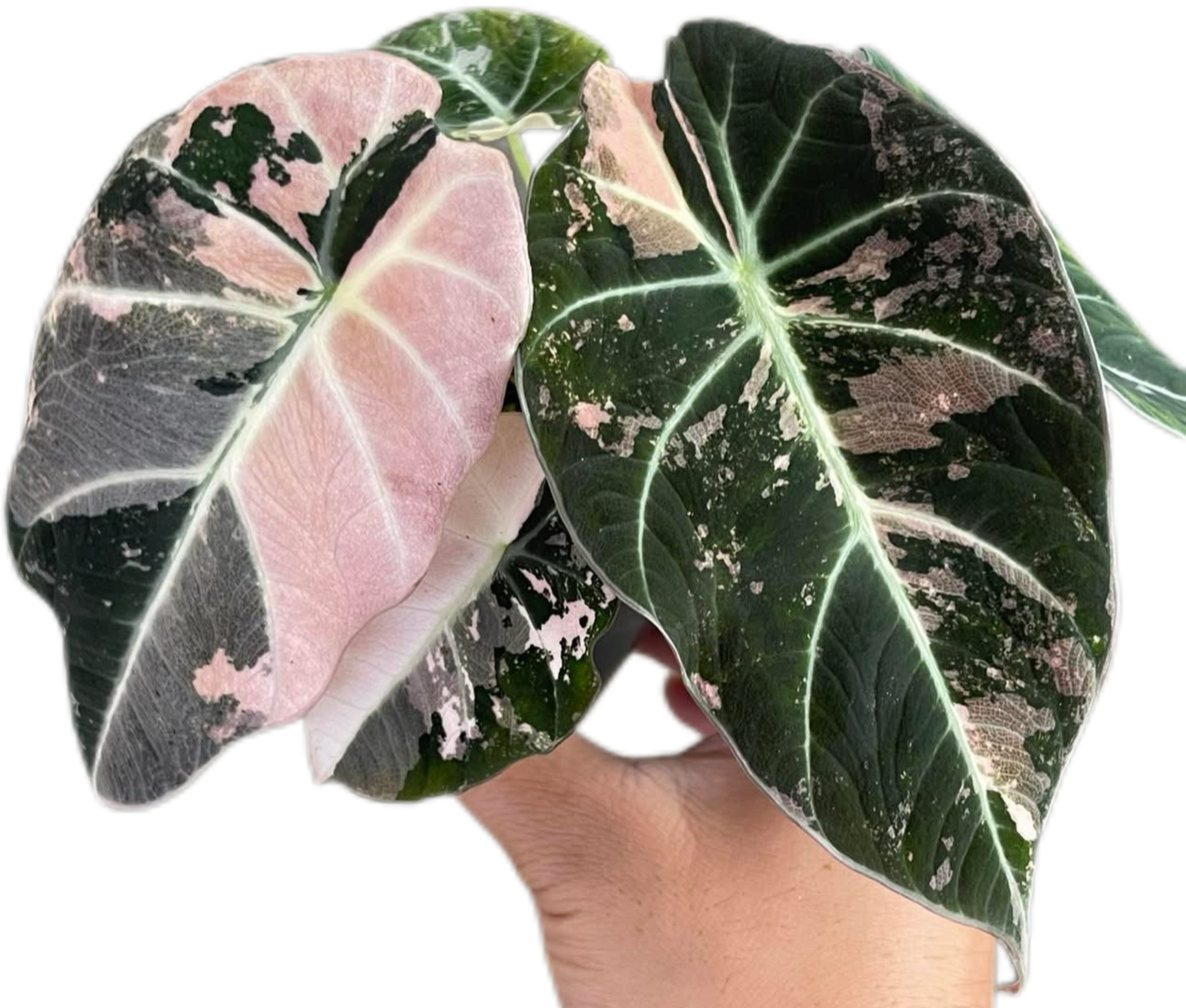 Buy Alocasia 'Pink Velvet' (Black Velvet … | Thailand Export