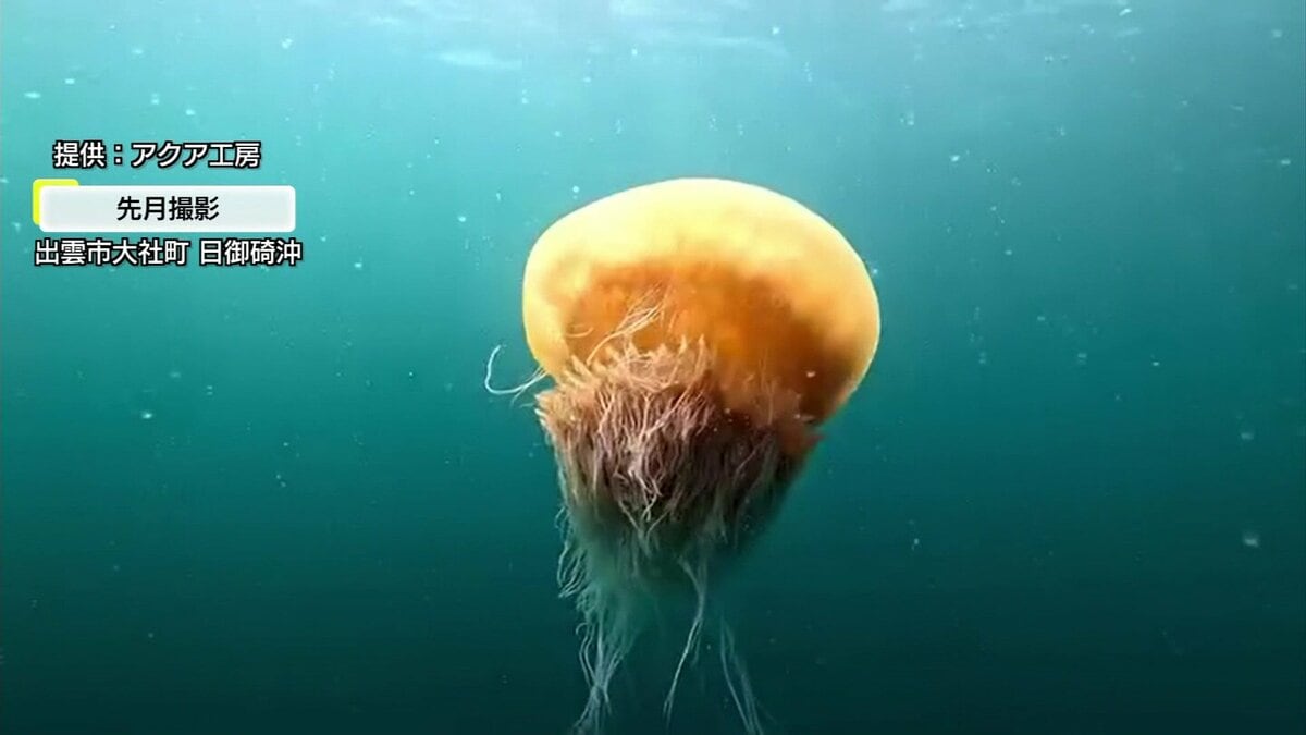 異変？】エチゼンクラゲが15年ぶりに大量発生 「1円にもならない