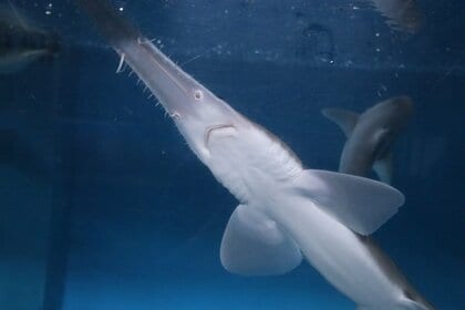 深海の器用者」ノコギリザメが長崎で水族館デビュー！上あごで“電磁波