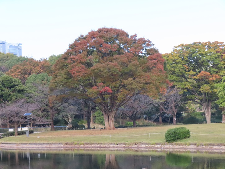 2024 11月 : 皇居外苑 | 一般財団法人国民公園協会