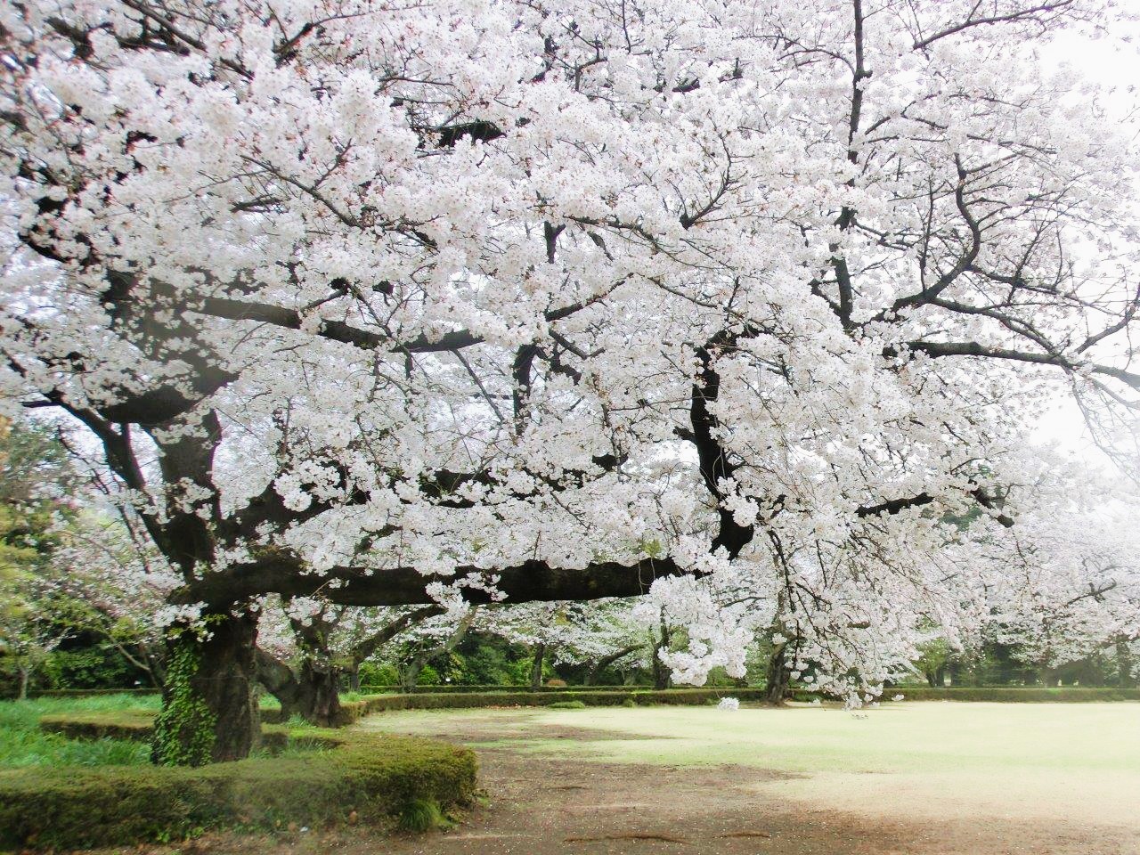 桜の開花情報【4月5日号】 : 新宿御苑 | 一般財団法人国民公園協会