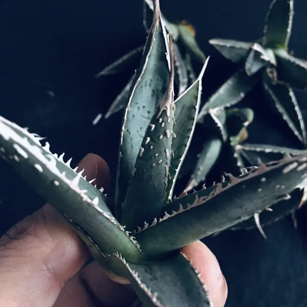 アガベ パープソラム 帝釈天 – FRECER（フリッカー）