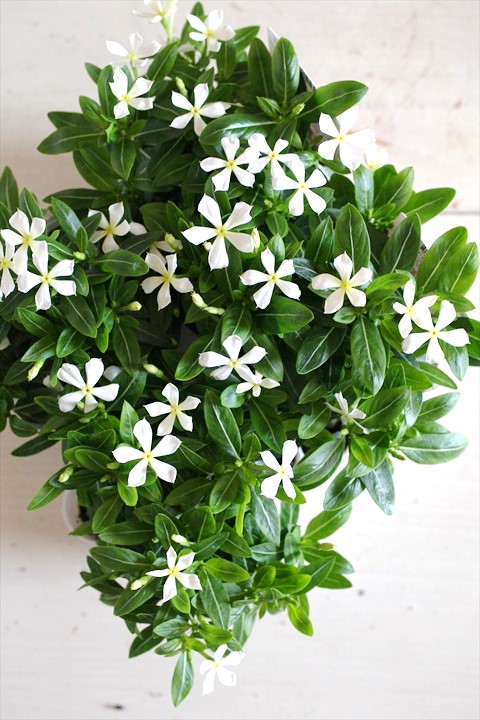 ニチニチソウ『リトルプティシュガー』 ジャンクガーデン 寄せ植え