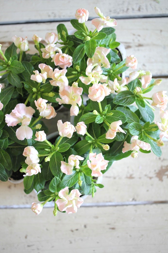 ニチニチソウ『つぼみ咲メルモ』 ジャンクガーデン 寄せ植え 花苗通販