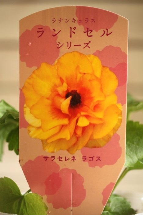 ラナンキュラスランドセルサラセレネカルキノス