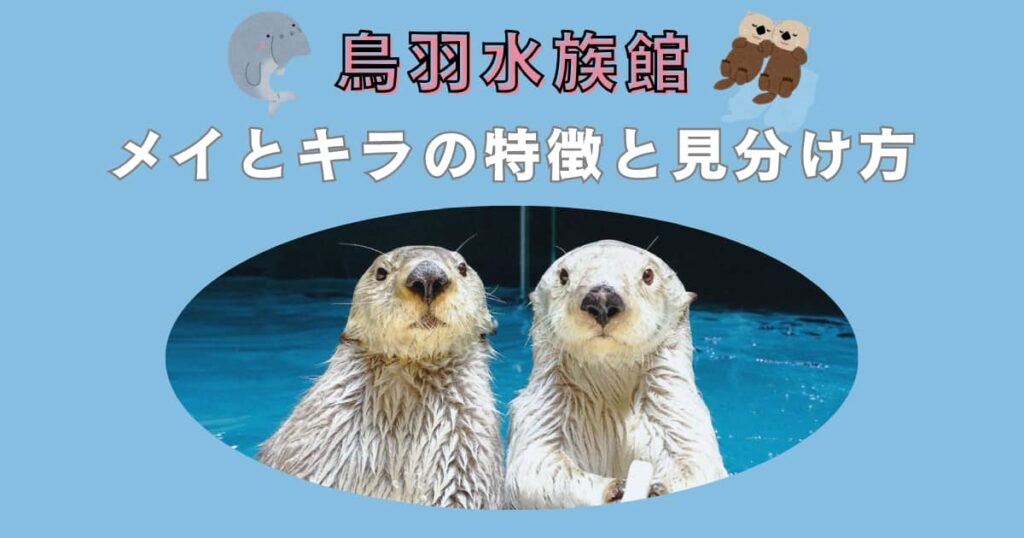 メイ☆キラとツーショット撮影会☆ 鳥羽水族館 ラッコのメイとキラ 写真