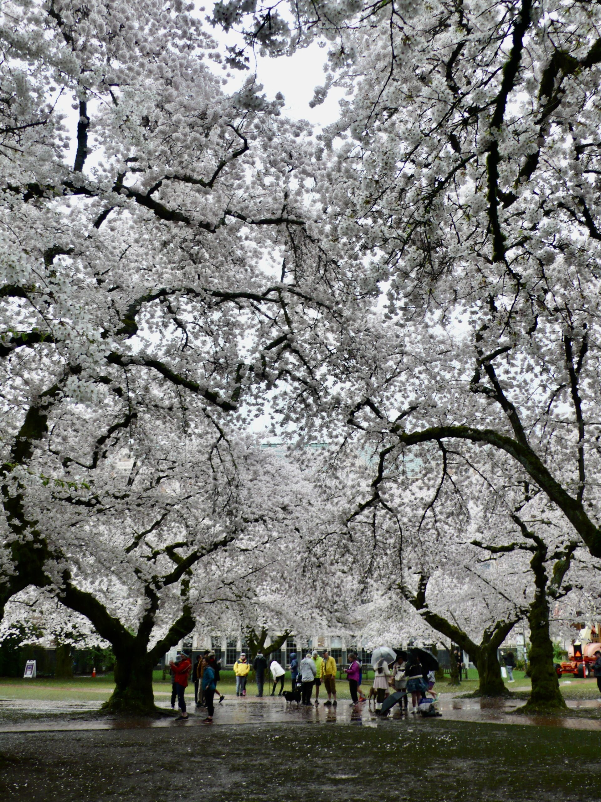 Cherry Blossoms - Yoga by Fran Gallo