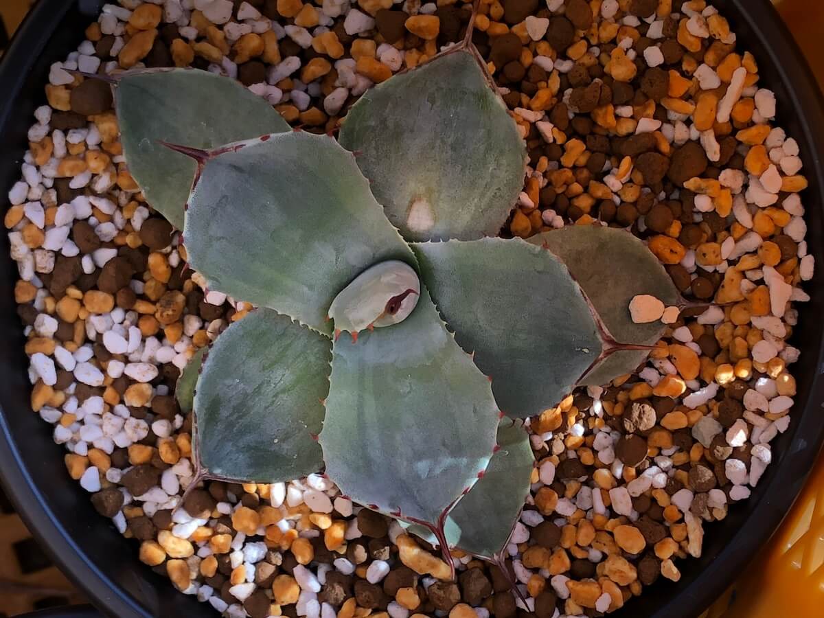 かわいいパリーの斑入り品種たち。トランカータが好きっ | 斑入り植物