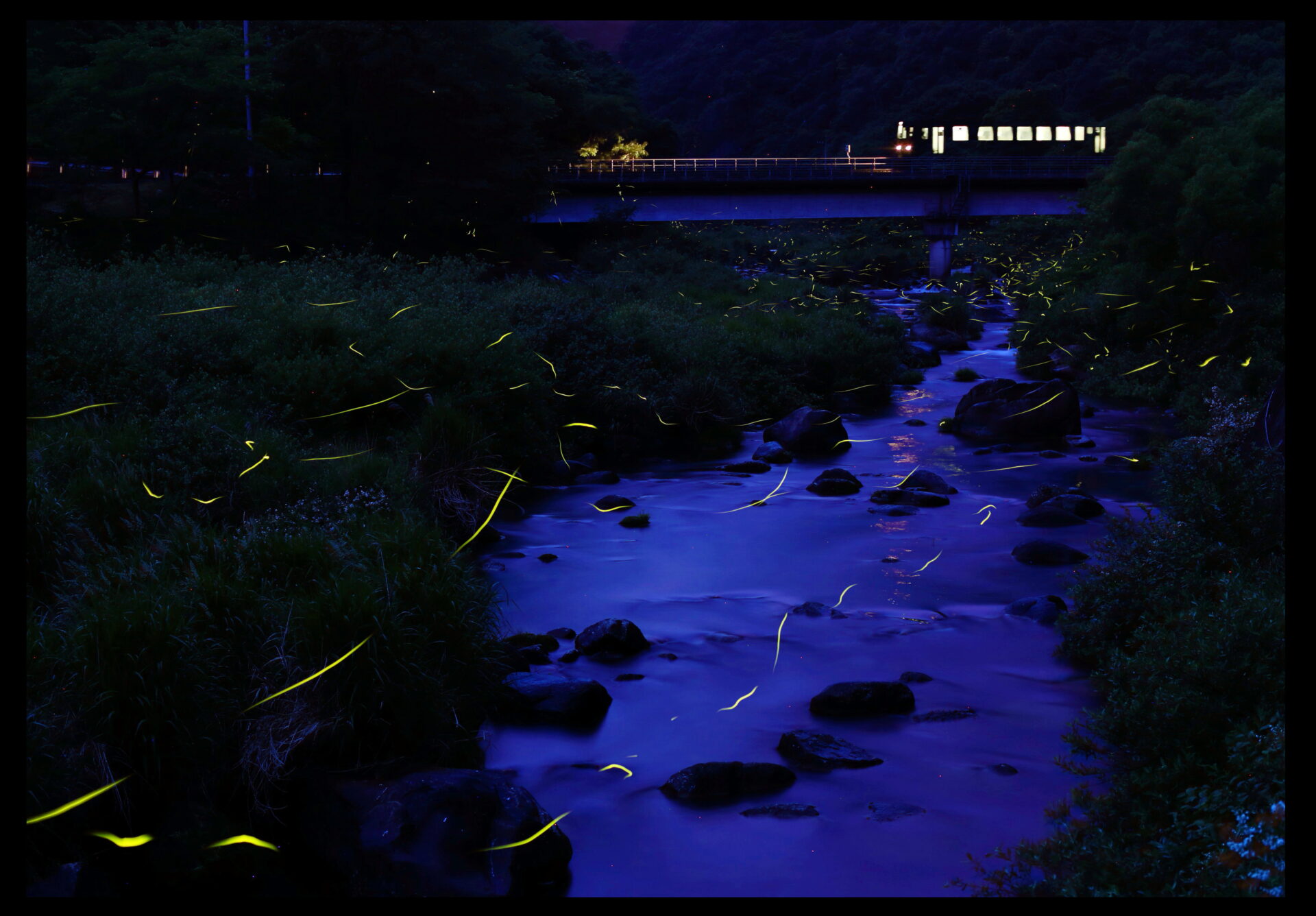 ほたる祭り | 府中市観光協会 FUN！FAN！FUCHU !!