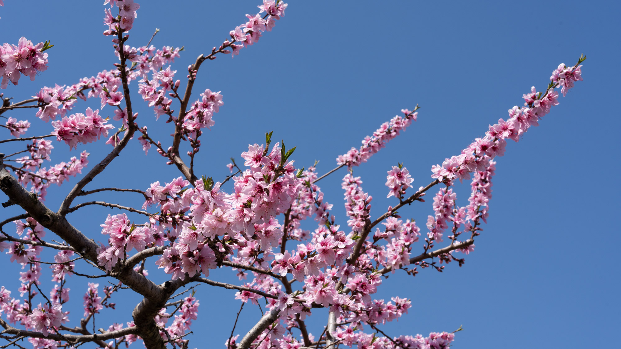 2023年 一宮町釈迦堂周辺 桃の開花情報 第8回 - ふえふき旬感ネット