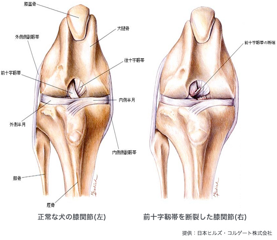 前十字靭帯断裂 | 藤井動物病院（CT完備）- 横浜市港北区菊名 | 菊名駅