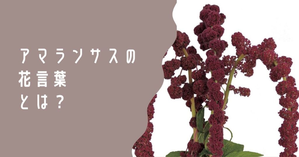 アマランサスの花言葉 - 福花園種苗株式会社
