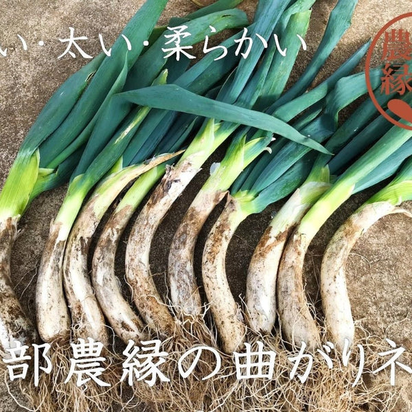 完売】須賀川伝統野菜 曲がりネギ 20本