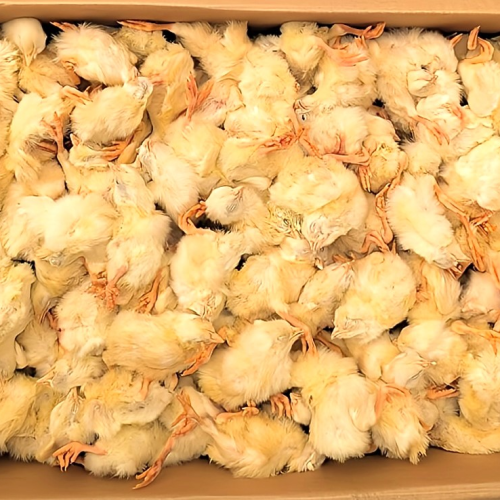 冷凍ヒヨコ 冷凍ひよこ 箱詰め12Kg（約300羽）の販売情報