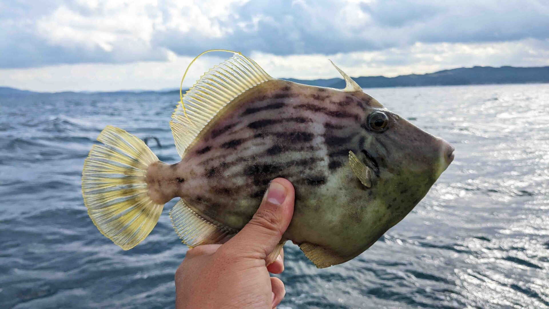 極鋭カワハギAIRボトムで竹岡沖攻略｜ふっつのひと